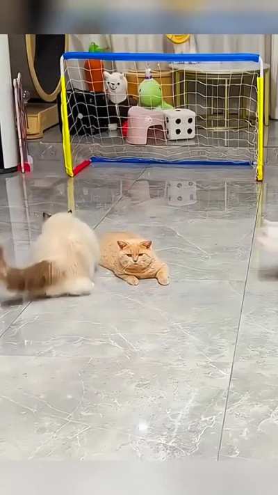 Quem do seu time &eacute; o gato laranja?