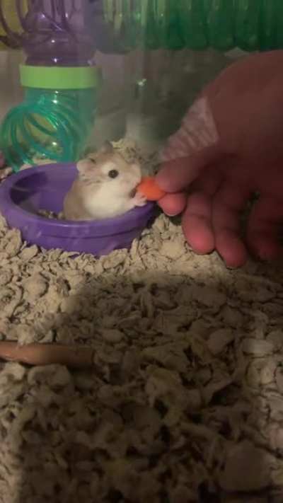 I still haven&rsquo;t named him, and he&rsquo;s super timid and runs for cover at any scare, but today I got him to eat from my hand.