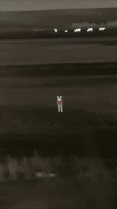 Farmer Protecting His Cattle Uses Night Vision To Bag 65 Coyotes In One Night