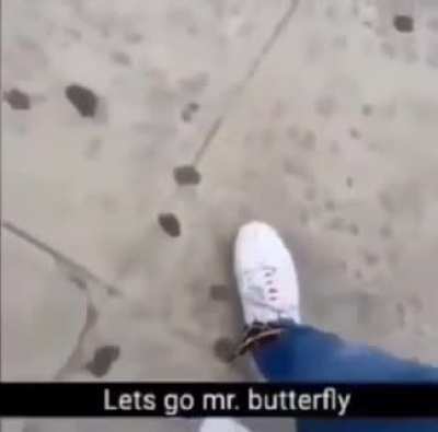 a cute butterfly