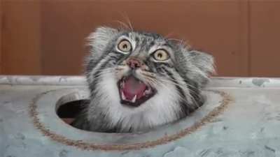 Когда пользователи саба нашли опечатку в заголовке твоего поста