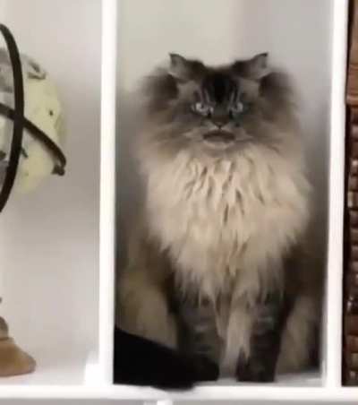 Котик