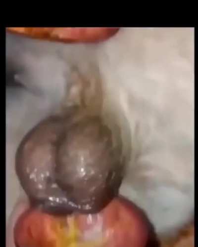 Forbidden fruit