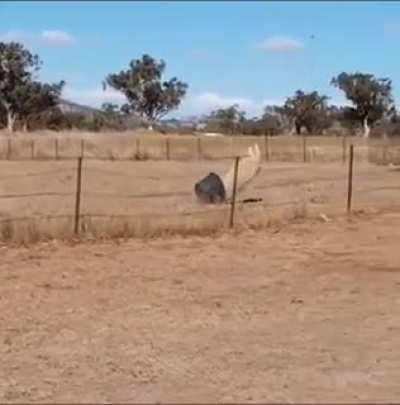 Idiot fighting a bucket