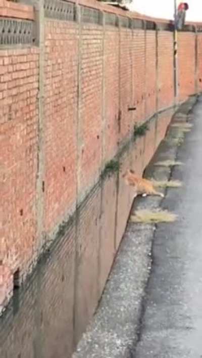 Precision Pouncing