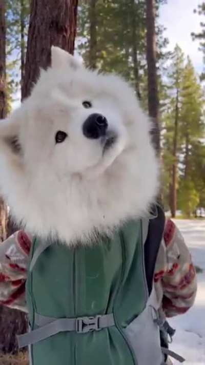 Doggo