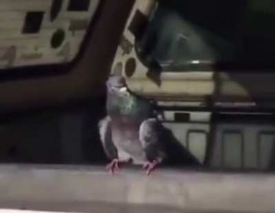 bird