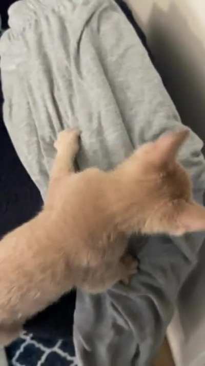 Clumsy loud kitten