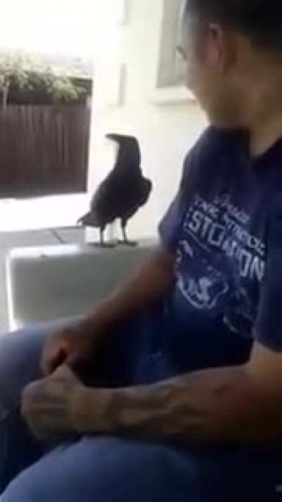 Rude raven.