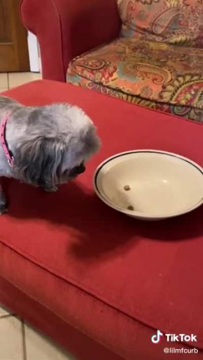 Dog diet