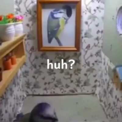🕊️
