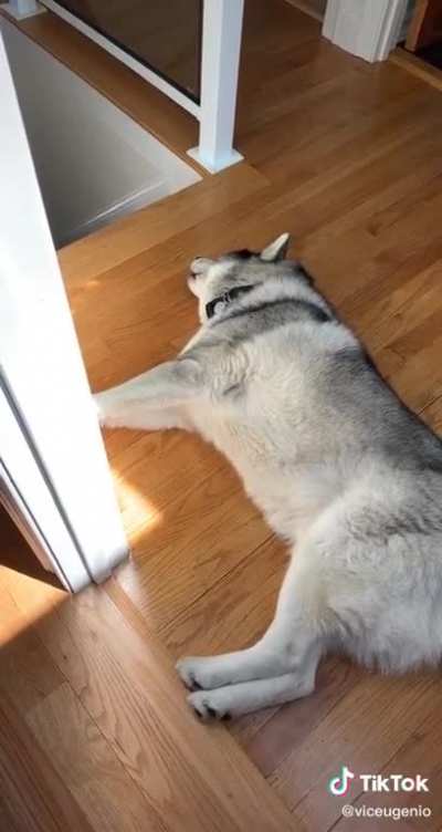 Sad dog