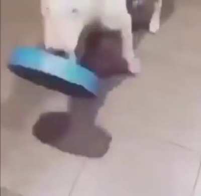 XD