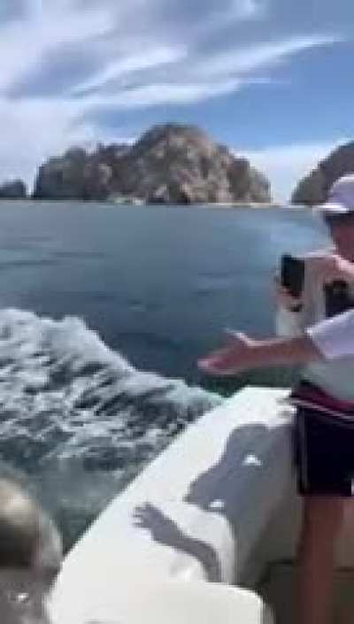 When a seal throws his weight around.