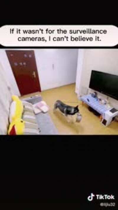 Surveillance Camera - These dogs are amazing!