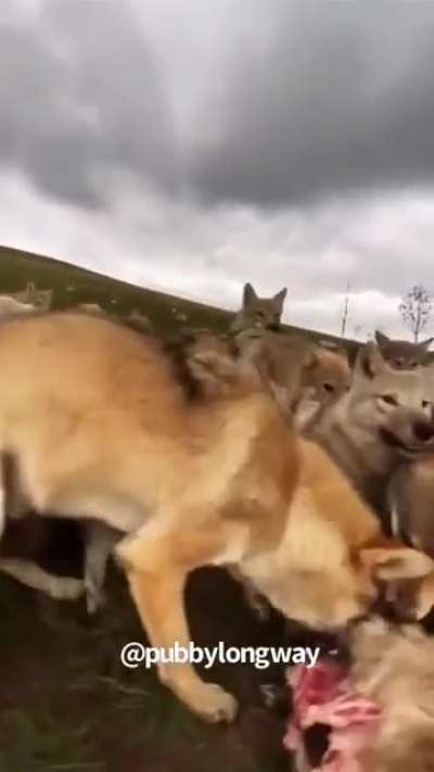 Buddy said he can run with the pack too