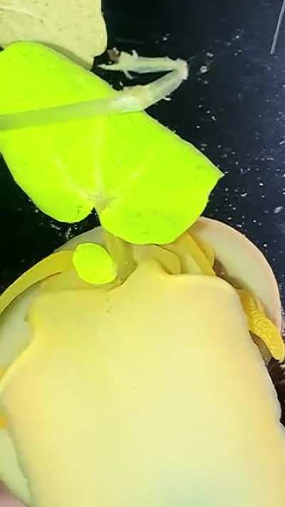 My Apple Snail Eats Some Watercress Like How We Eat Spaghetti! You Get A Good Look At Their Radula At The End!