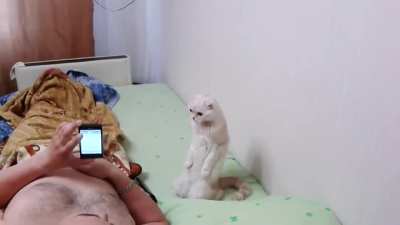 Respectful little comrade