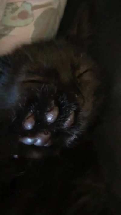 Check out McNibble’s nibblers!