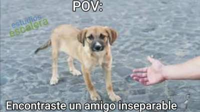 POV: Encontraste un amigo inseparable