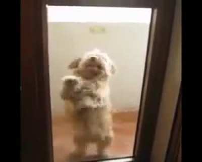 SALSA DANCING DOG