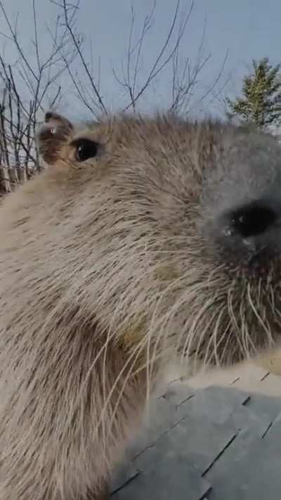 Capybara photoshoot