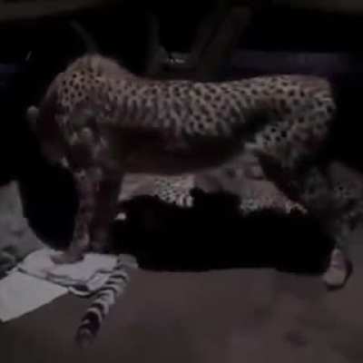Gato