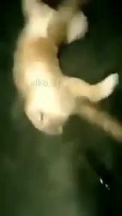 No wgwets