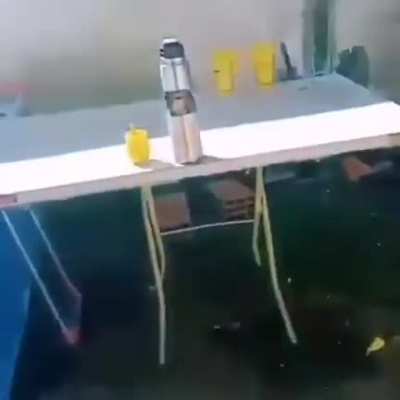 sos un animal papurri¡¡
