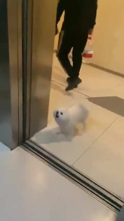 Timing is vital: "You must know when and where to bark"