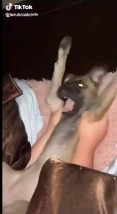 If animals could sing