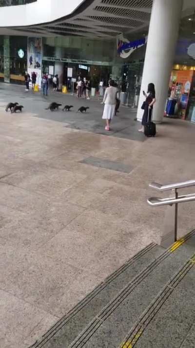 Otters at Plaza Singapura