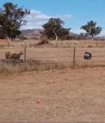 Soft target