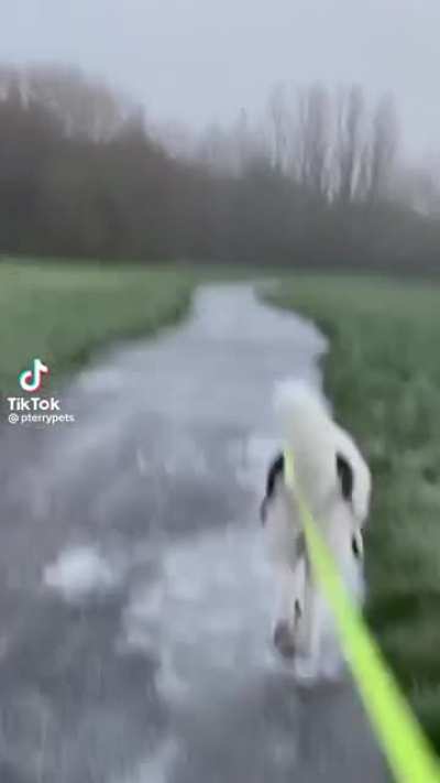 Creds to pterrypets on tiktok