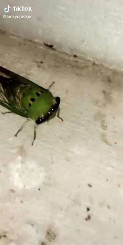 Bug go zoom