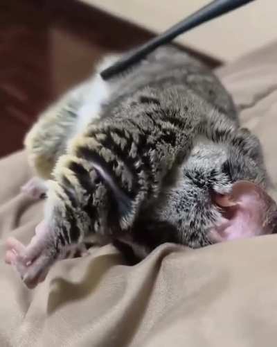 You can tell he loves it.