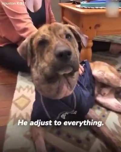 Incredible transformation of a sick, homeless dog