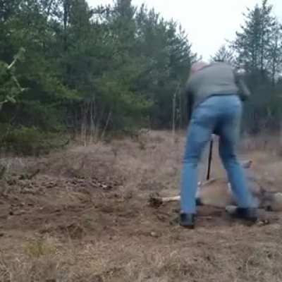 Saving a wolf
