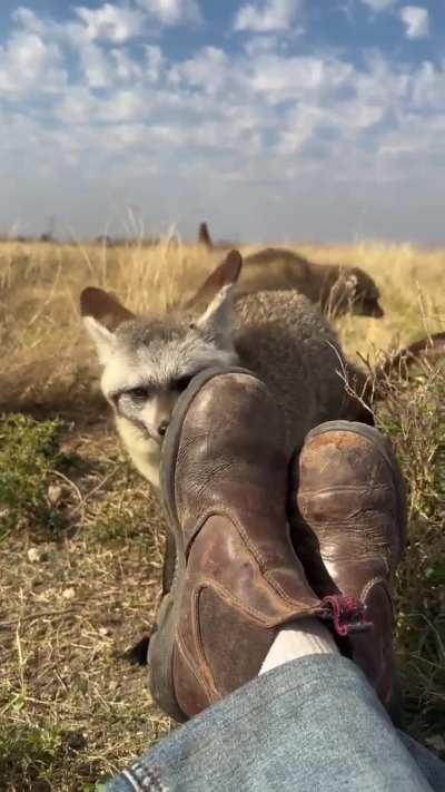 🔥 bat eared fox upclose