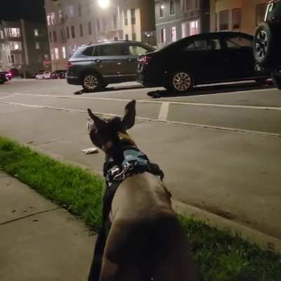 Velvet hippo amplifying the firetruck sirens