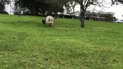 Bubbles and wingman Starsky at Where Pigs Fly Farm Sanctuary