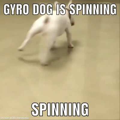 Funny dog spinning