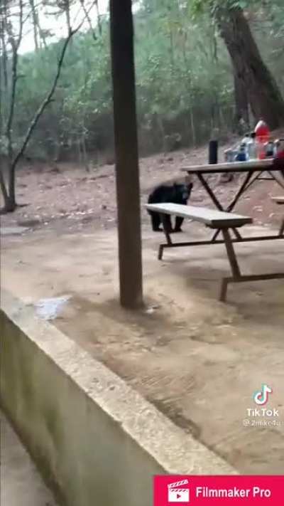 Otro oso por aqu&iacute;