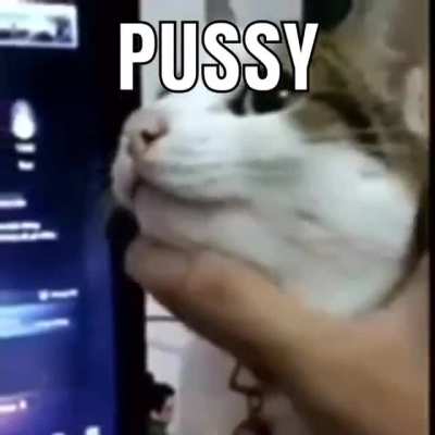 😼