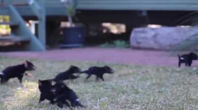 A facial cancer spreading through Tasmanian devil populations has killed up to 80% in Tasmania, their only home for millennia. Recently geneticists calculate that each infected devil now transmits tumor cells to just one&mdash;or fewer&mdash;other devils. That could 