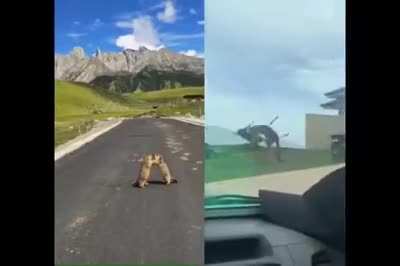 Der Vergleich zwischen &Ouml;sterreich und Australien