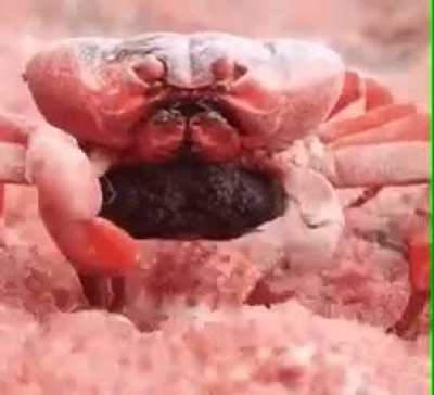 Crab eating its own babies like they&rsquo;re French fries