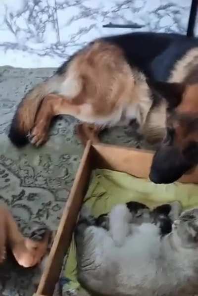 Охрана Котиков