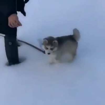 He&rsquo;s too light to make snow prints