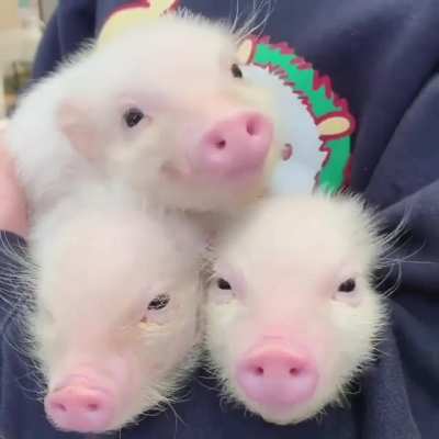 ntbdbiwdf these cutie patooties